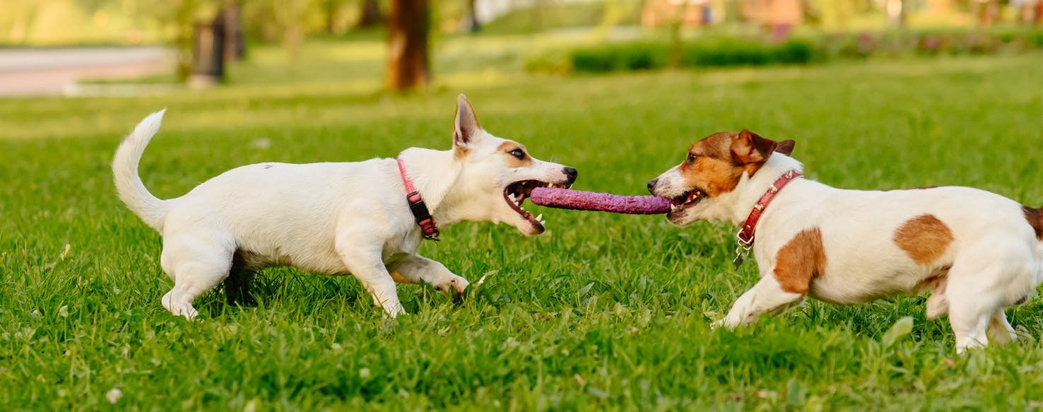 Tug of War with Dogs