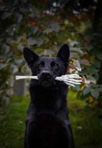 halloween, german shepherd, backyard