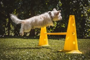 dog, small, white