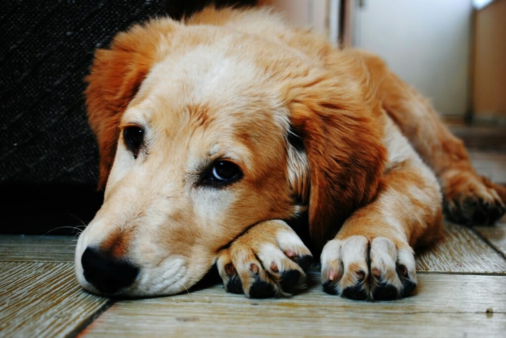 A cute golden retriever puppy lying down with a relaxed expression, captured indoors.