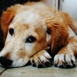 A cute golden retriever puppy lying down with a relaxed expression, captured indoors.