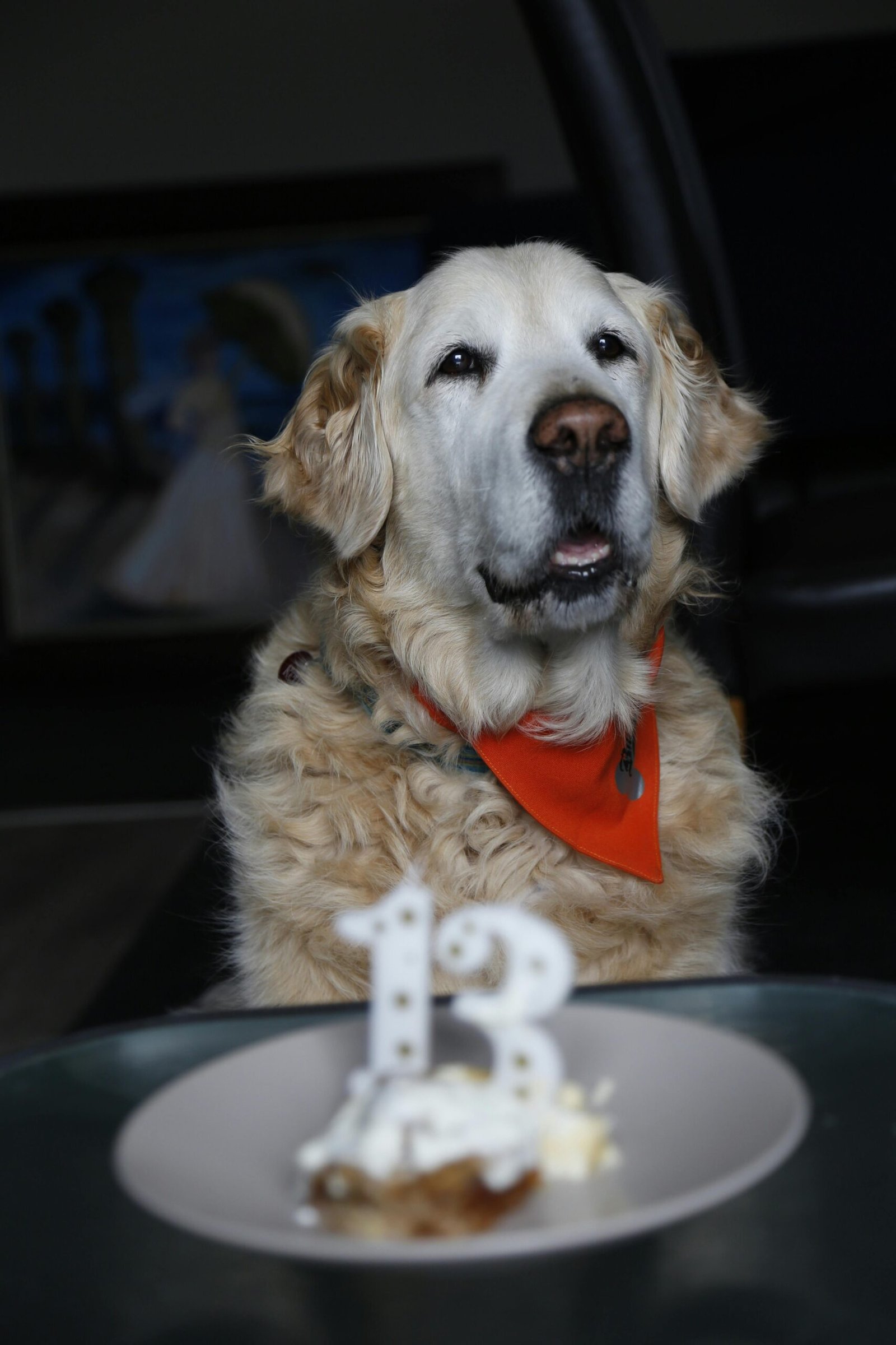 Golden Retriever wearing a bandana celebrates its 13th birthday indoors with cake.