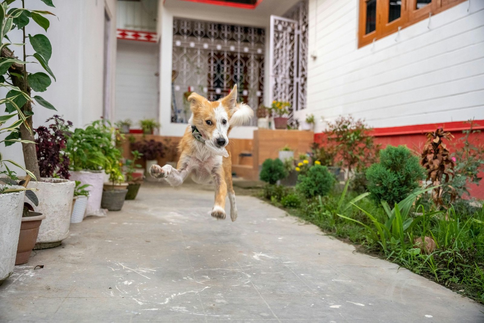 Playful dog mid-jump in a vibrant garden, showcasing excitement and motion.