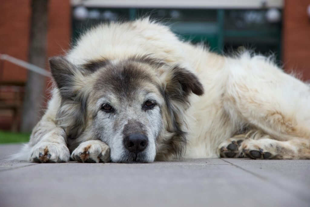 Old Dog Lying on Sidewalk