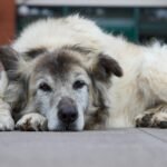 Old Dog Lying on Sidewalk