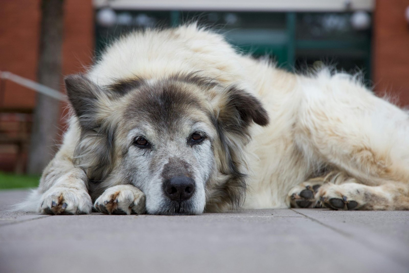 Recognizing the Signs of Aging in Your Dog