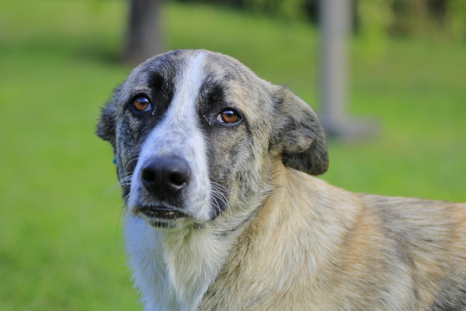 A close-up portrait of a mixed breed dog with a contemplative expression on a green lawn.