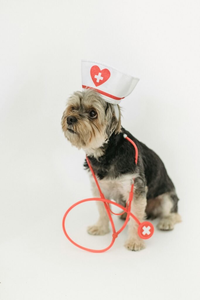 Yorkshire Terrier in nurse costume with stethoscope on white background, perfect for medical-themed stock imagery.