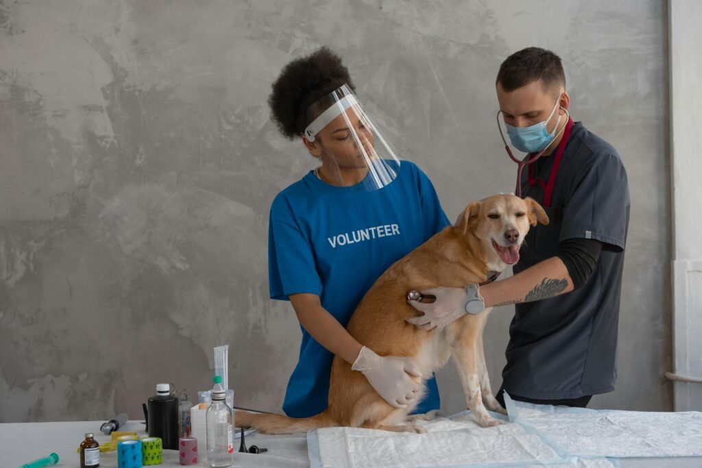 Veterinarian and volunteer examine dog using PPE in clinic setting, promoting pet care.