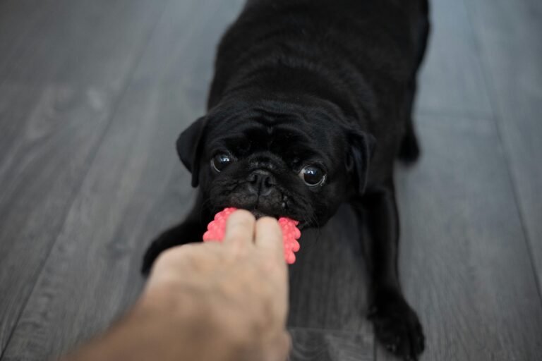 Cute black pug playing tug-of-war with a human indoors, showcasing playful behavior.