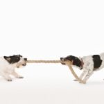 Tug of War with Dogs: Watch The Full Video