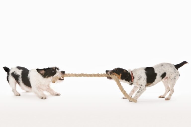 Tug of War with Dogs: Watch The Full Video