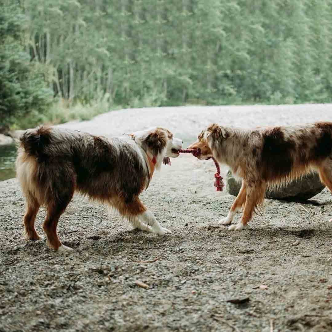 Tug of War with Dogs