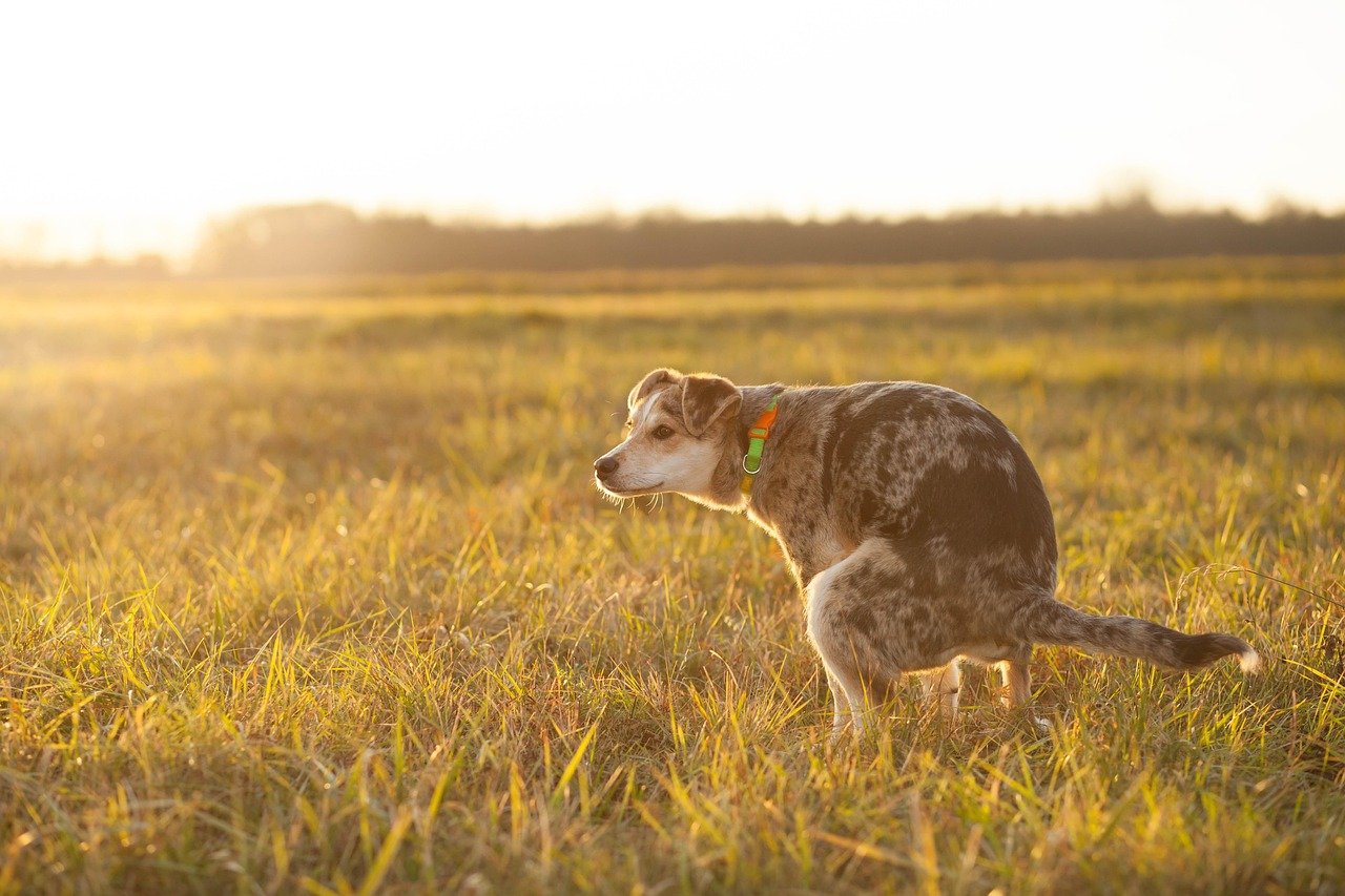 dog, grass, defecating, pooping, urinating, excrement, park, pet, animal, purebred, domestic dog, canine, mammal, doggy, outdoors, field, nature, sunlight, pooping, Why Do Dogs Roll in Poop