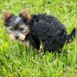 dog, puppy, animal, domestic animal, small dog, mammal, breed dog, yorkshire terrier, pet, meadow, grass, do business, dog poop, to drop feces, nature, dog poop, dog poop, dog poop, dog poop, dog poop