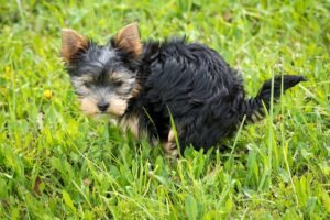 dog, puppy, animal, domestic animal, small dog, mammal, breed dog, yorkshire terrier, pet, meadow, grass, do business, dog poop, to drop feces, nature, dog poop, dog poop, dog poop, dog poop, dog poop