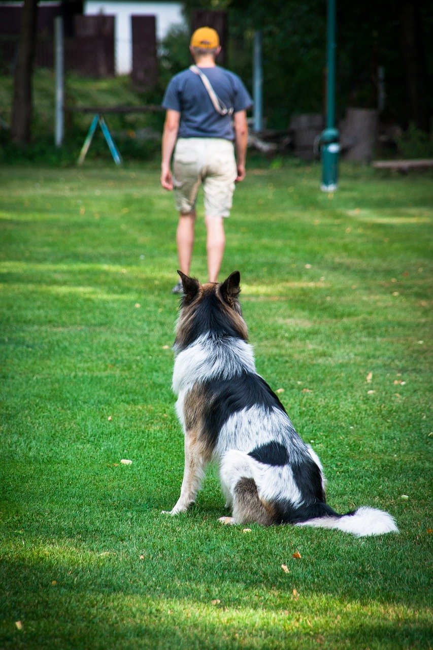 seat exercise, to sit, seat, companion dog exam, team test, dog sport, animal, sports, dog, a dog-human team, wait, serve, pet, training, testing
