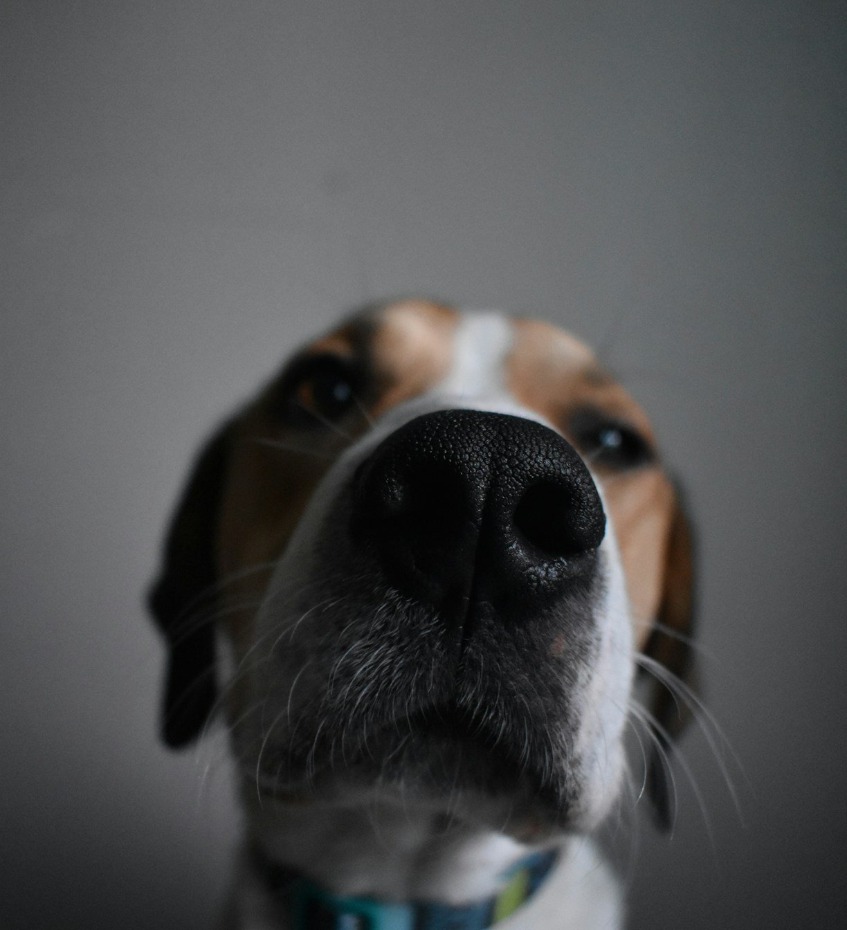 The Remarkable Ability of Dogs to Detect Diseases