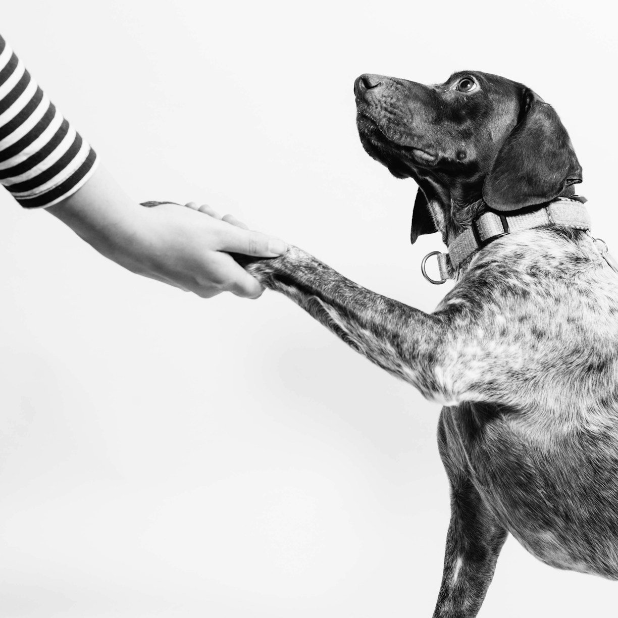 The Importance of Dog Training
