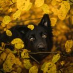 A black dog with captivating eyes peeks through vibrant yellow autumn leaves, creating a warm, natural scene.