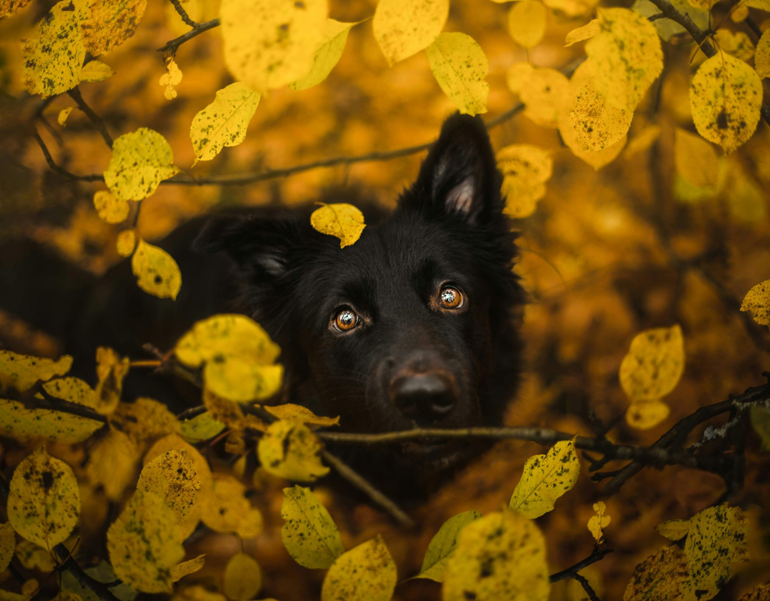 A black dog with captivating eyes peeks through vibrant yellow autumn leaves, creating a warm, natural scene.