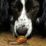 A close-up of a curious dog and a garden snail, focusing on their interaction.