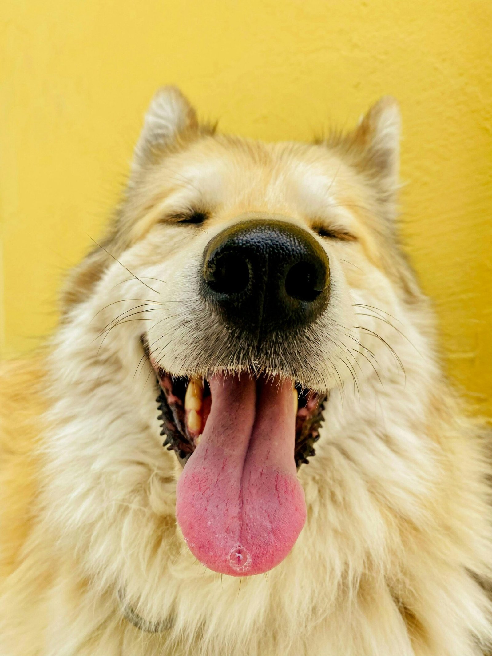 Close-up of a happy sheepdog with tongue out against a vibrant yellow background.