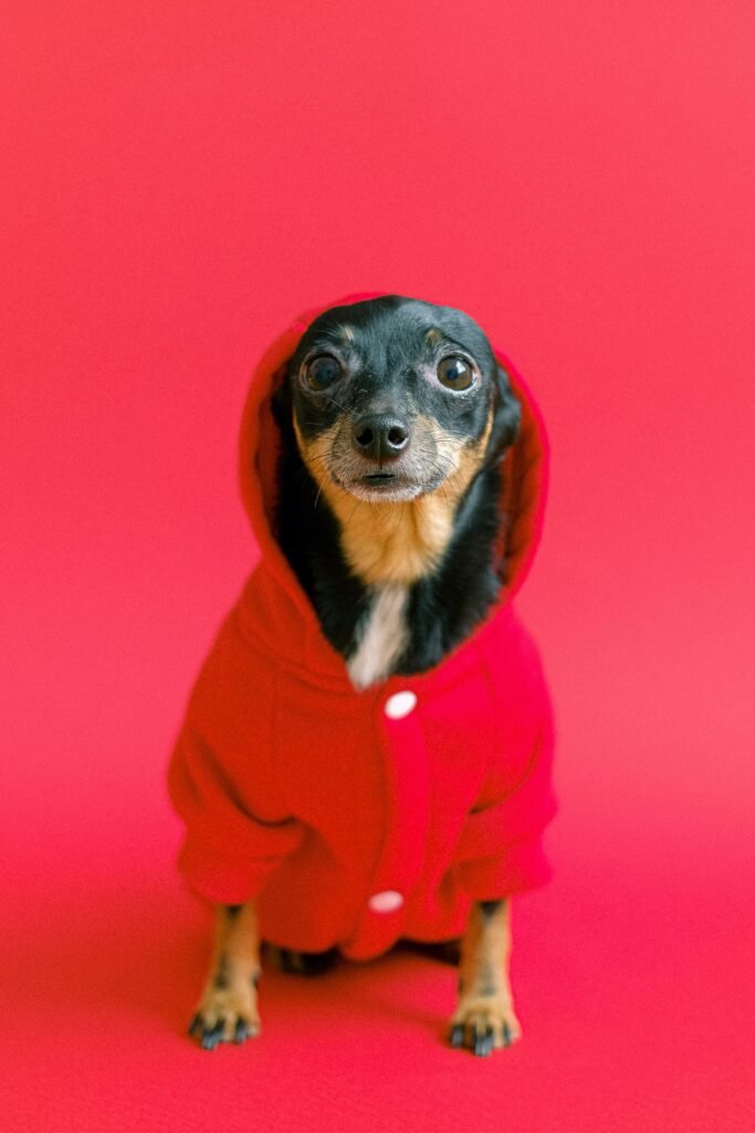Adorable chihuahua dressed in a red hoodie on a matching red background, front view.