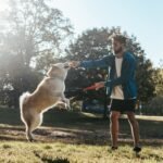 Side view of young African american guy in trendy sportswear training adorable Akita dog during outdoor workout in park