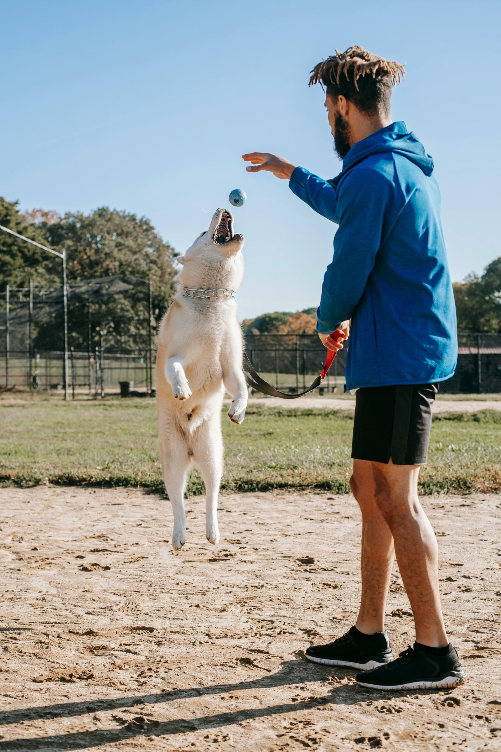 Side view of young man in sportswear training jumping dog on sunny day