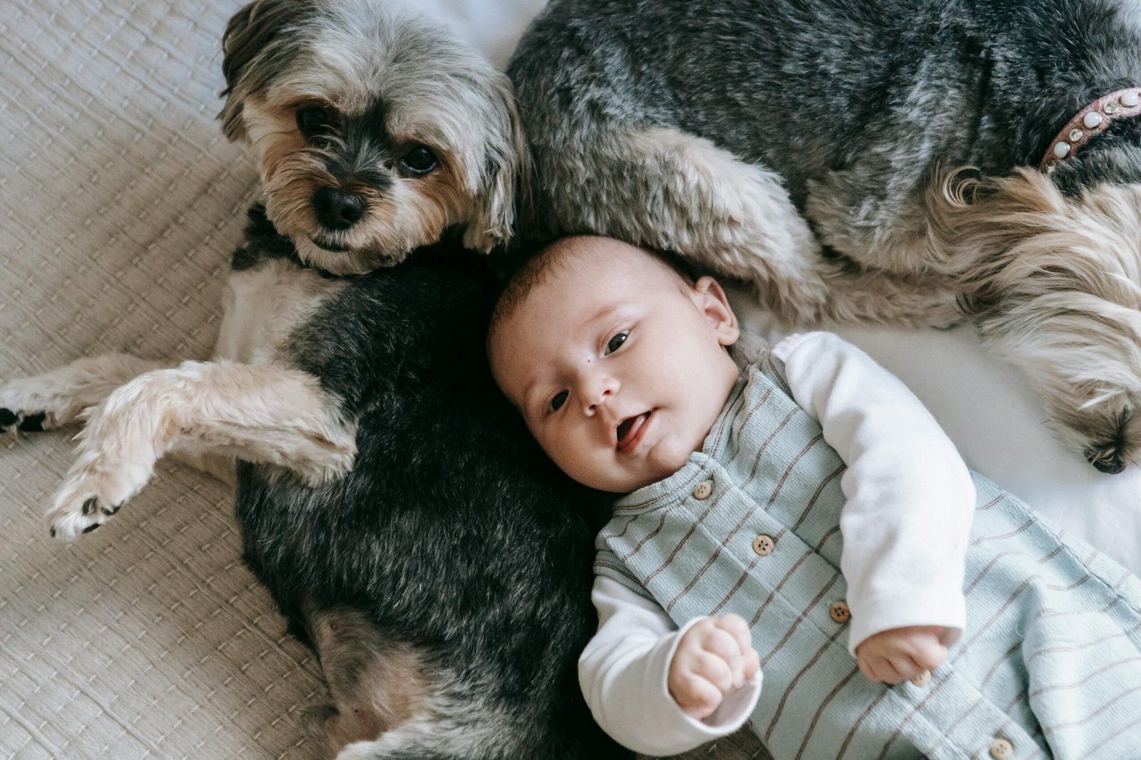 A peaceful moment with a baby and Yorkshire Terrier dog lying together on a bed indoors.