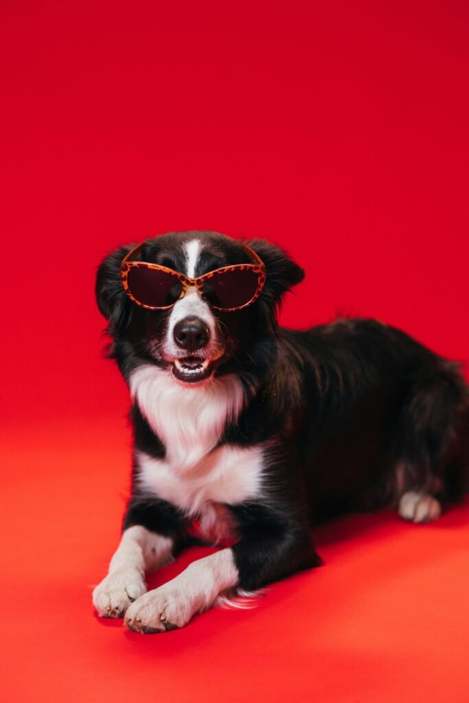 Adorable Border Collie posing in sunglasses on a vibrant red studio background.
