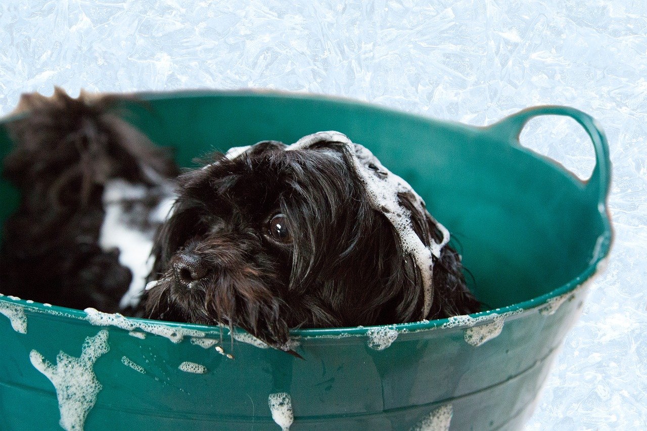 puppy, bath, animal, foam, dog, shampoo, canine, adorable, grooming, pet