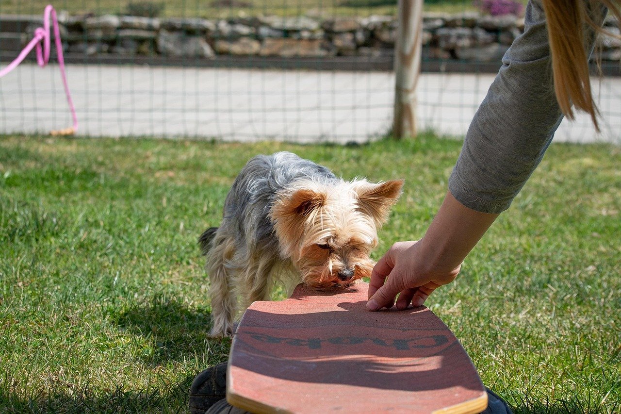 dog, nature, dog training, small, small dog, animal, yorkie, purebred dog, cute, education, garden, pet, training, outdoors, attentive