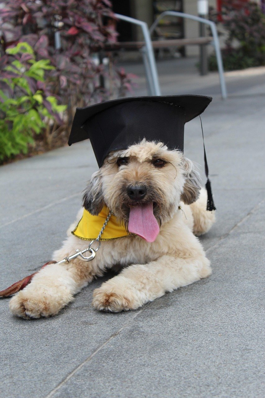 graduation, pudle, happy dog, tongue out, dog training, graduation, pudle, dog training, dog training, dog training tips, dog training, dog training