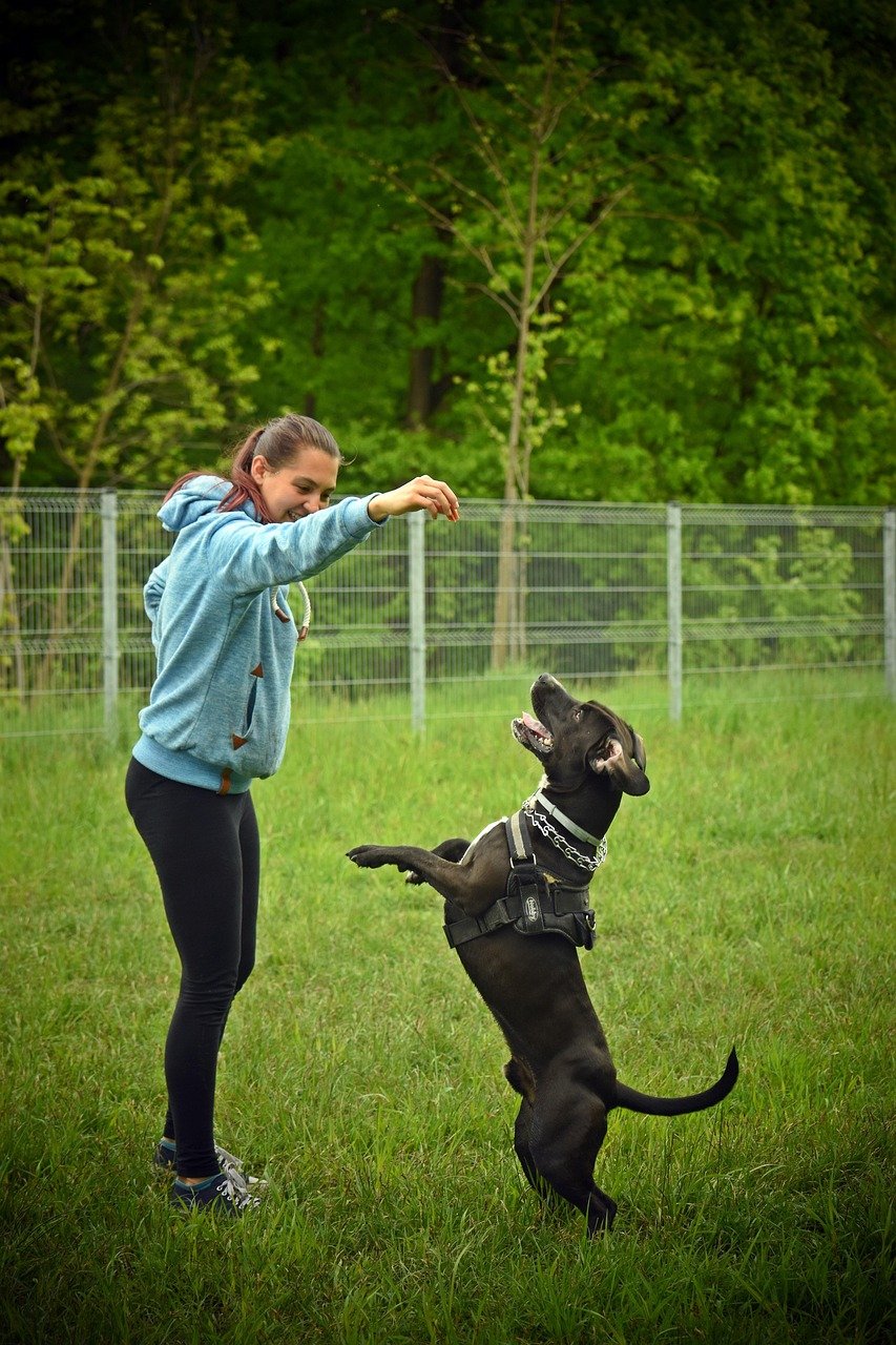 dog, dog training tips, dog park, woman, animal, nature, park, pet, canine