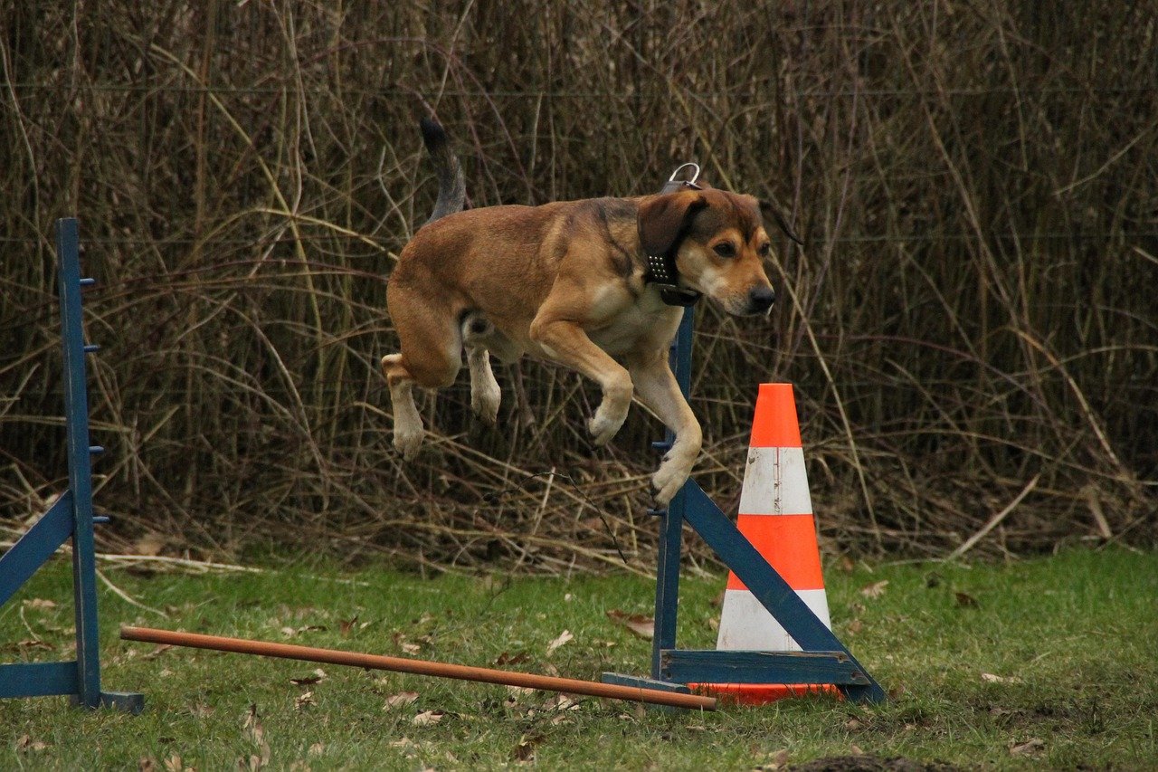 dog, animal, leap, exercise, pet, dog exercise, agile, dog training exercise area