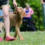 dog school, dog training, hungarian pointing dog, hunting dogs, dog training, dog training, dog training, dog training, dog training
