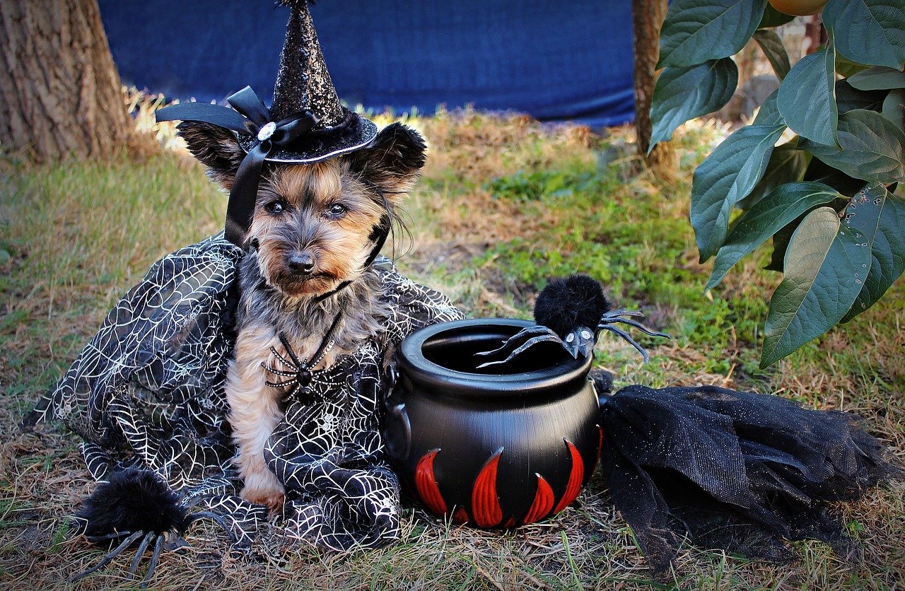 halloween, yorkie, pet, dog, animal, witch, costume Dog Halloween Costume Ideas