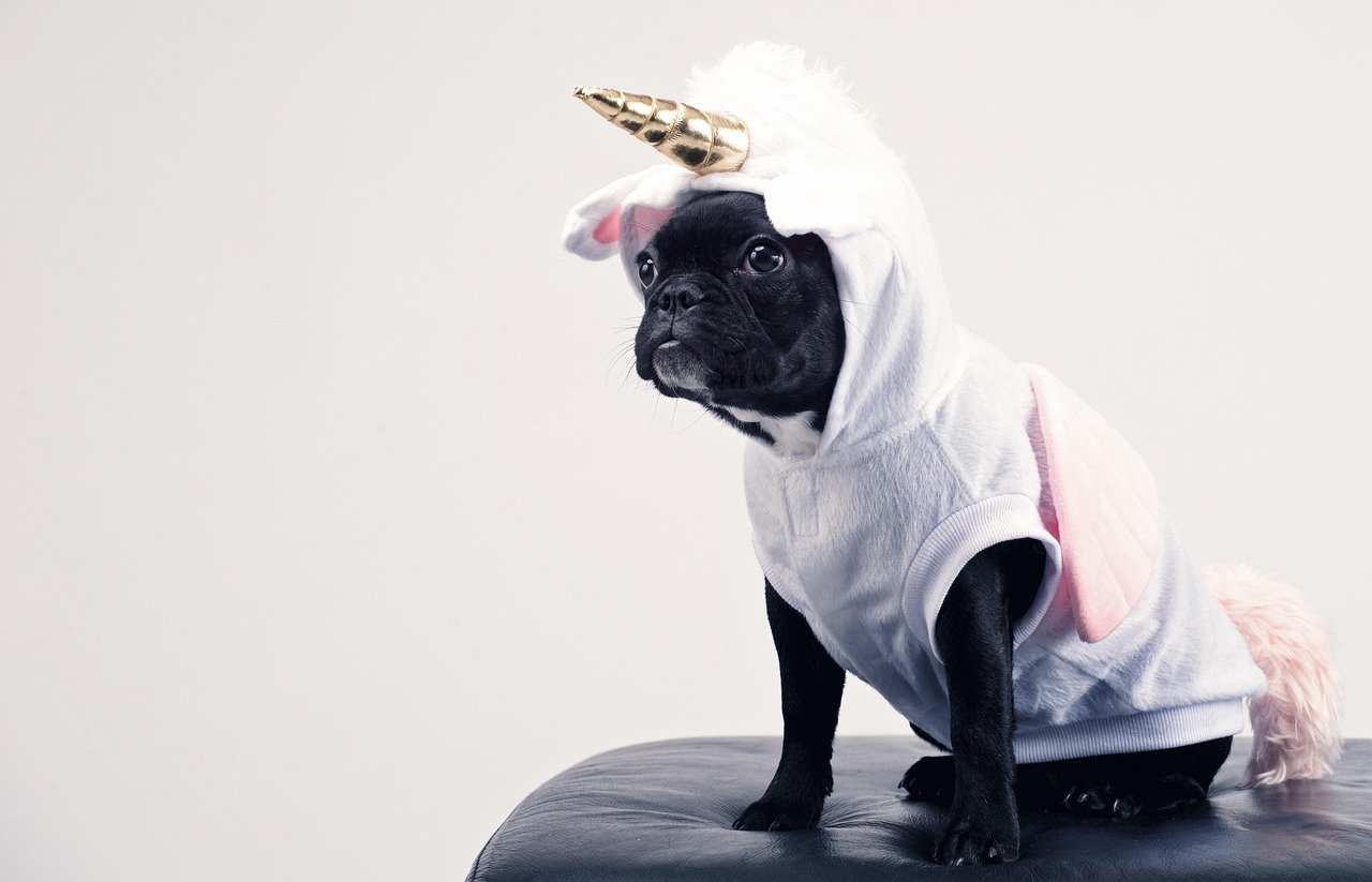 pug, dog, unicorn, , unicorn costume, animal, pet, puppy, nature, cute