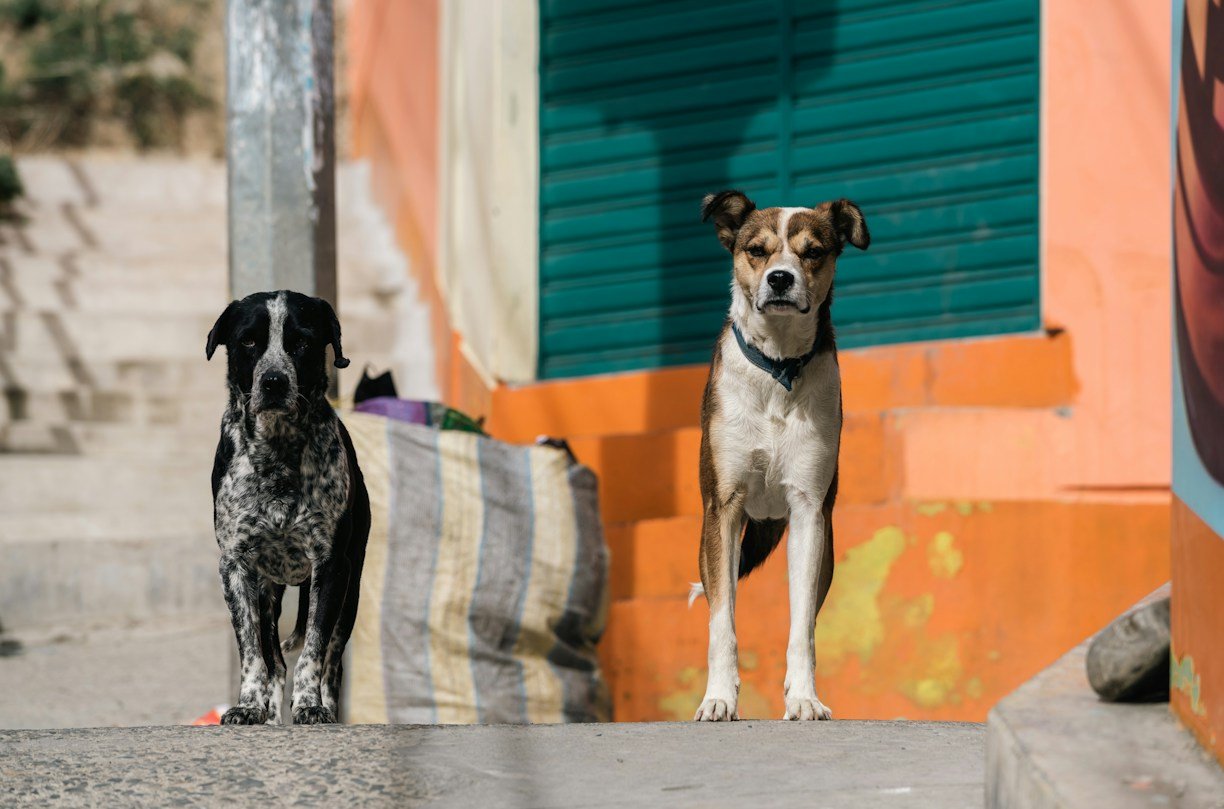 Dogs as Guardians