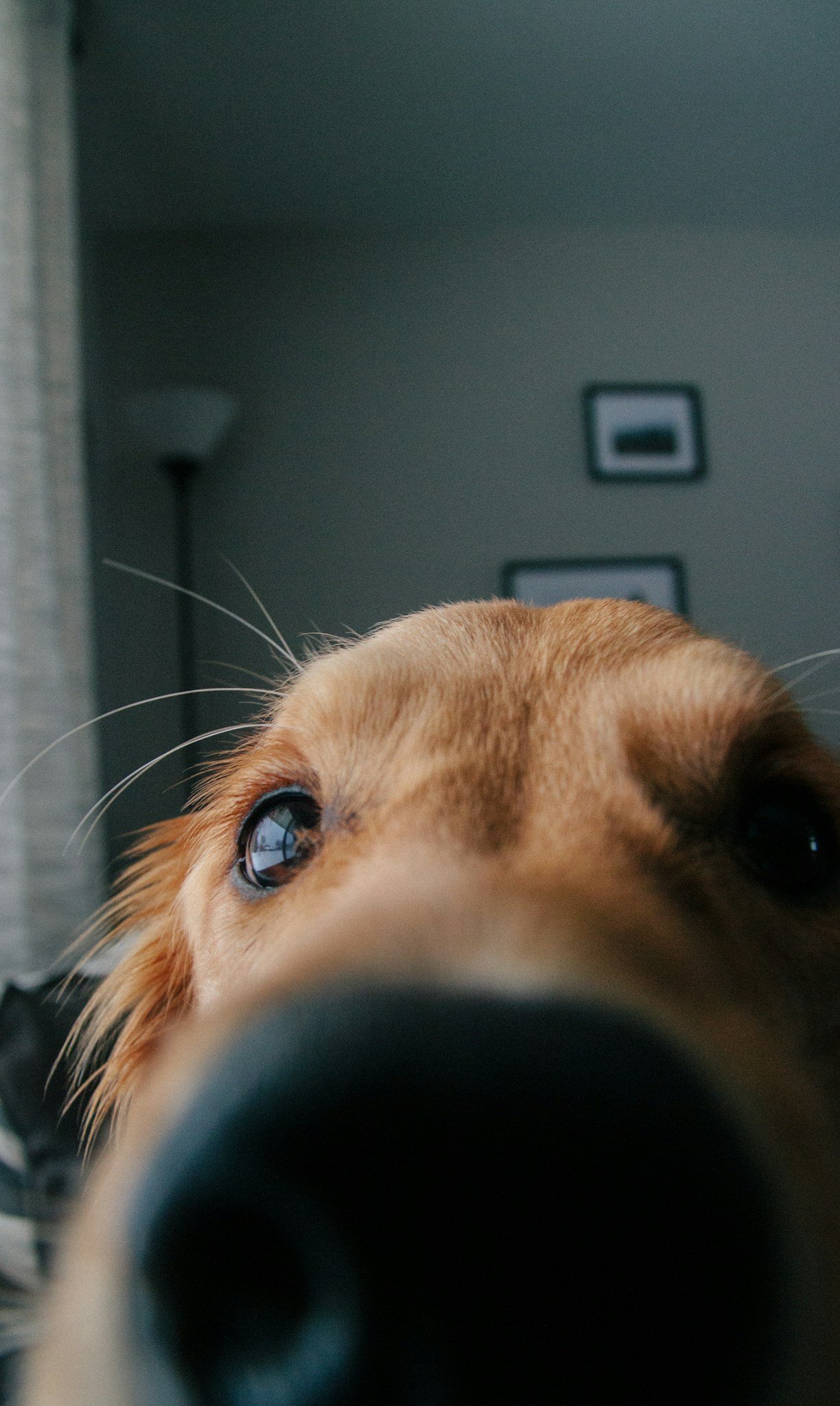 golden retriever dogs sniffing butts