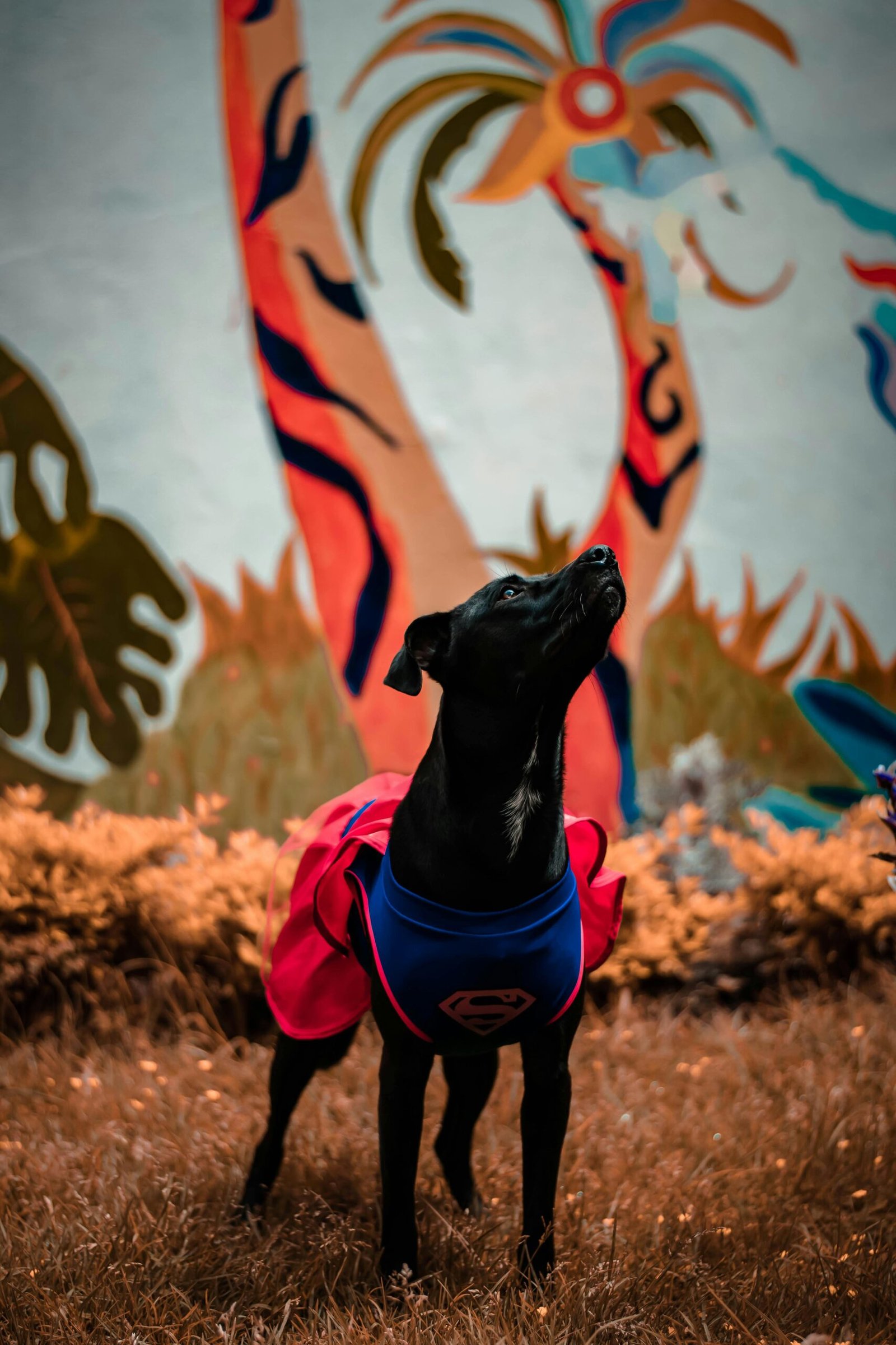 Charming black dog representing his superhero abilities