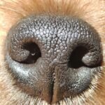 A detailed close-up of a dog's nose showing distinctive texture and fur.