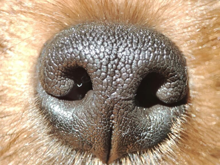 A detailed close-up of a dog's nose showing distinctive texture and fur.