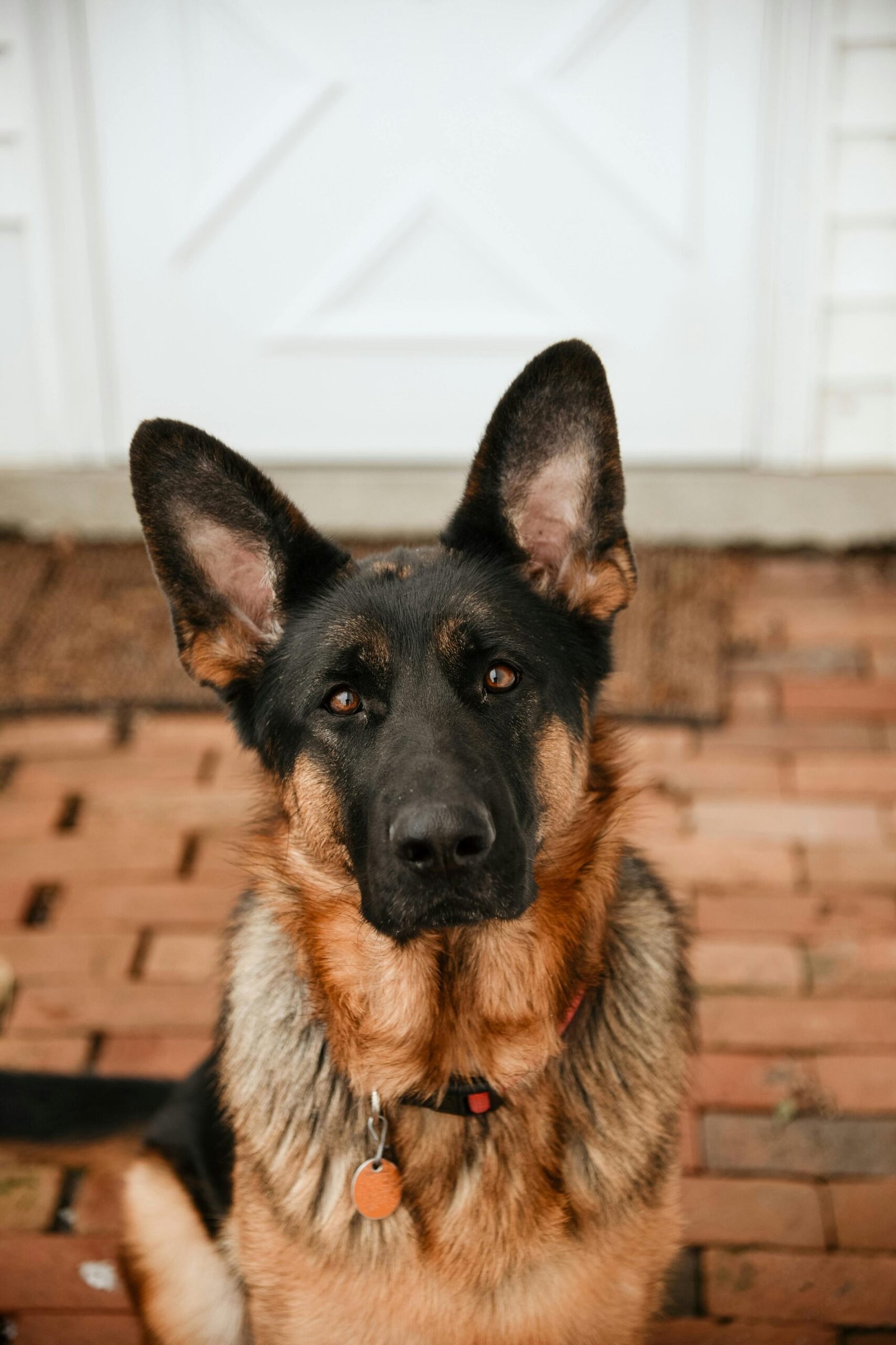 Cute German Shepherd sitting on a brick porch in front of a white door.