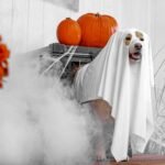 A dog dressed as a ghost poses with pumpkins and flowers, creating a Halloween vibe.