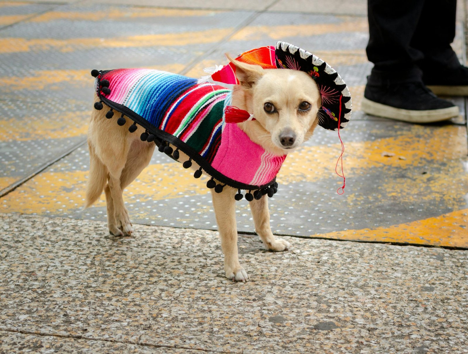 Adorable Chihuahua adorned in colorful traditional Mexican outfit, captured outdoors on a street.
