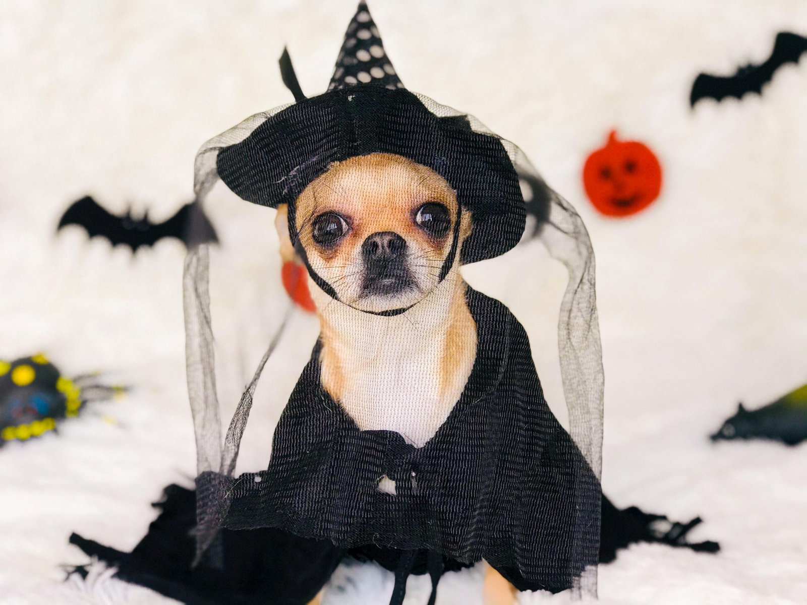 Adorable small purebred dog in black carnival costume and hat sitting on soft plaid while looking at camera. Dog Halloween Costume Ideas