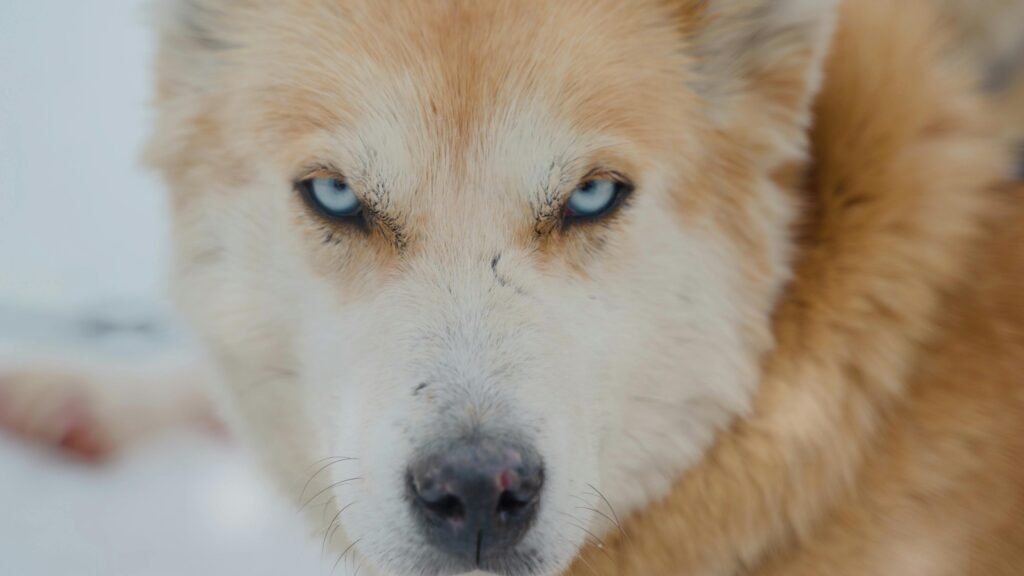 A striking close-up of a blue-eyed husky staring intensely, set in a snowy background.